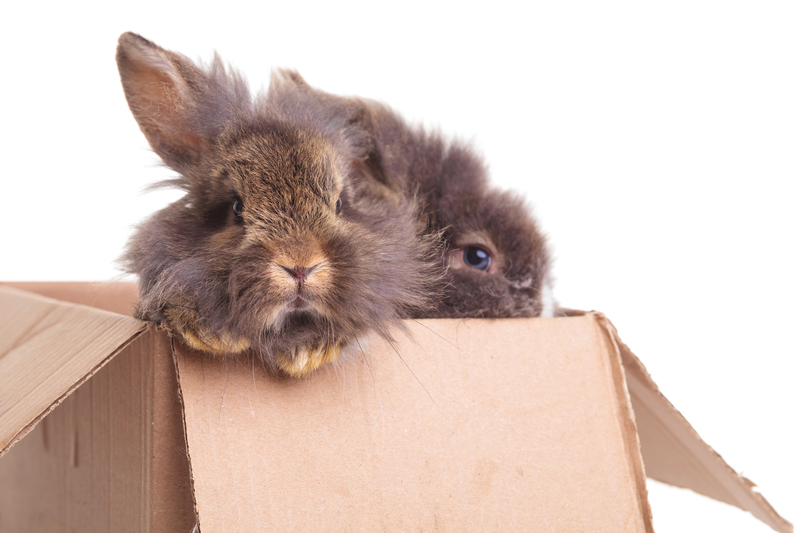 Streamline Your Move with Expert Packing Tips